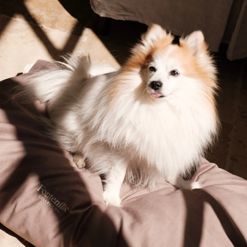 les-grands-carmes-aix-en-provence-hotel-dog-friendly